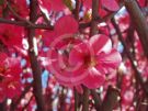 Chaenomeles speciosa