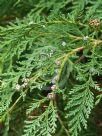 Chamaecyparis lawsoniana