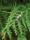 Chamaecyparis lawsoniana