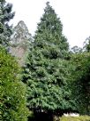 Chamaecyparis lawsoniana