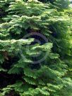 Chamaecyparis obtusa Crippsii