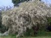 Chamaecytisus prolifer palmensis