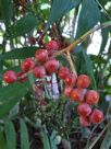 Chamaedorea microspadix