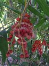 Chamaedorea microspadix