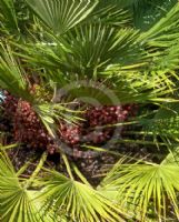 Chamaerops humilis