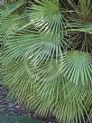 Chamaerops humilis