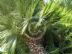 Chamaerops humilis