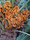 Chamaerops humilis