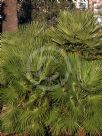 Chamaerops humilis