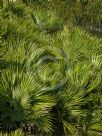 Chamaerops humilis