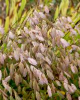 Chasmanthium latifolium