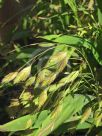 Chasmanthium latifolium