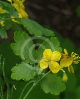 Chelidonium majus