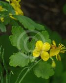 Chelidonium majus