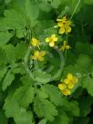 Chelidonium majus