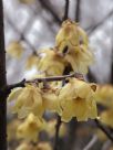 Chimonanthus praecox