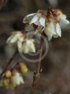 Chimonanthus praecox