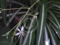 Chlorophytum comosum Vittatum