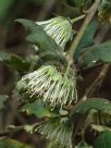 Chorilaena quercifolia