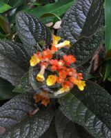 Chrysothemis pulchella