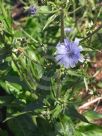 Cichorium intybus