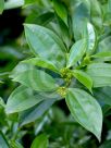 Cinnamomum verum