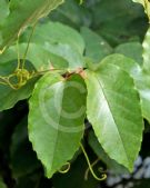 Cissus antarctica