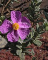 Cistus albidus