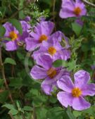 Cistus creticus