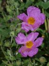 Cistus creticus