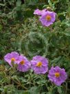 Cistus creticus