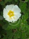 Cistus salviifolius