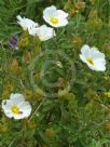 Cistus salviifolius