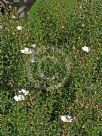 Cistus salviifolius