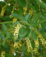 Citharexylum spinosum