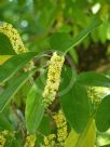 Citharexylum spinosum