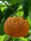 Citrus aurantium