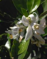 Citrus tangelo Minneola