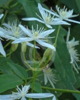 Clematis aristata