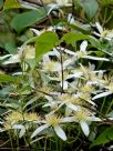 Clematis aristata