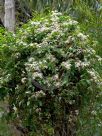 Clematis aristata