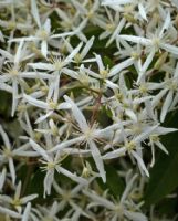 Clematis glycinoides