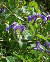 Clematis integrifolia