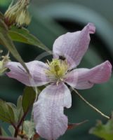 Clematis montana