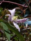 Clematis montana