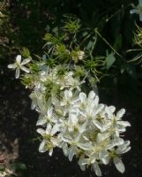 Clematis recta