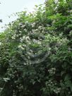 Clematis vitalba