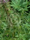 Cleome hassleriana