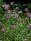 Cleome hassleriana