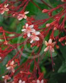 Clerodendrum paniculatum